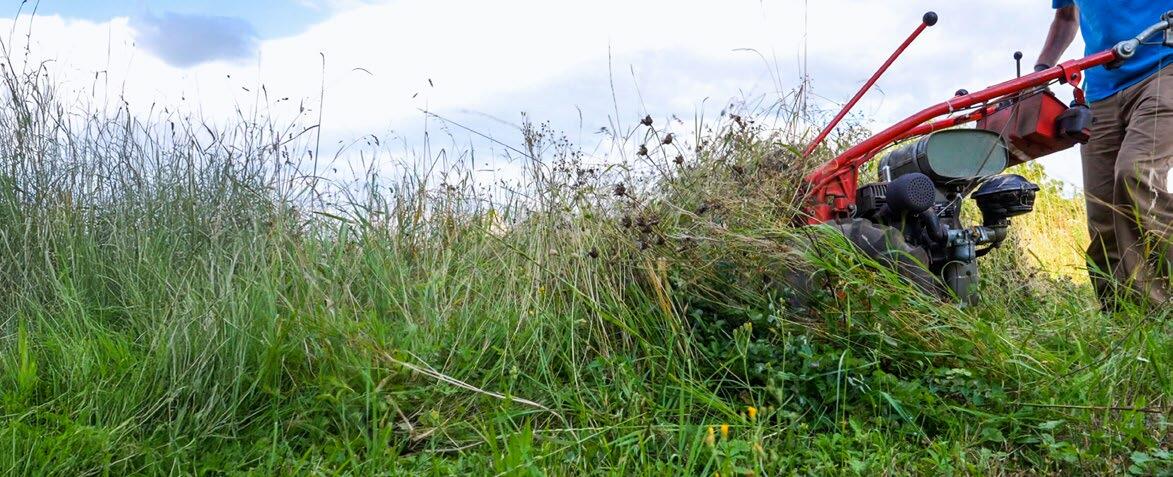 Für den Schnitt wird eine mindestens dreitägige Schönwetterperiode abgewartet.