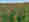 alt_text