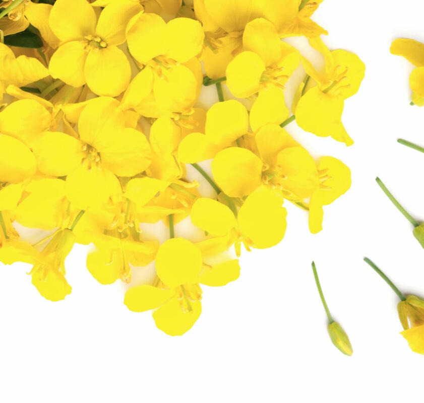 Les variétés de colza HOLL ont été cultivées pour la première fois en Suisse en 2003. 