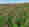 alt_text