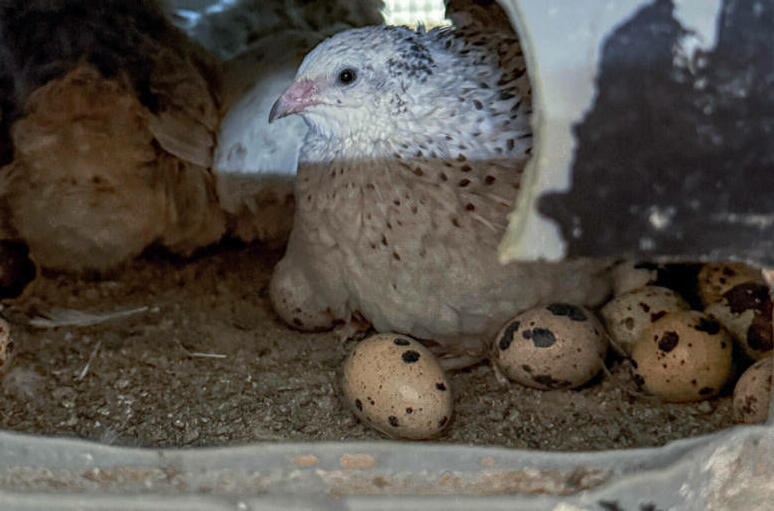 Wachteln sind Bodenbrüter – sie haben kein ausgeprägtes Nestbauverhalten, aber legen ihre Eier gerne in Mulden ab und mögen Orte, wo sie und ihre Eier g...