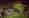 alt_text