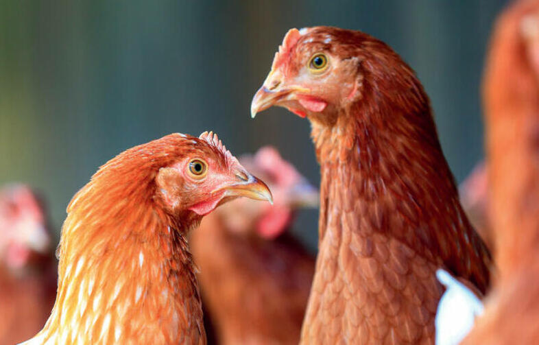 L’ingestion alimentaire des poulettes doit augmenter chaque jour.