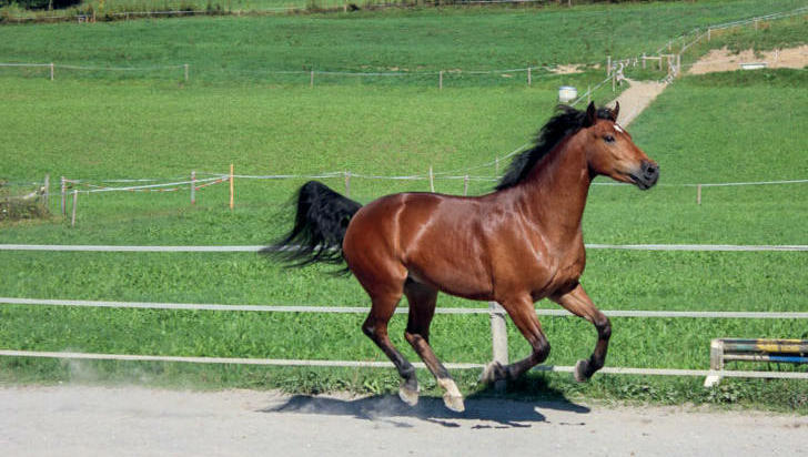 Il est essentiel d’assurer un apport en minéraux équilibré pour chaque cheval.