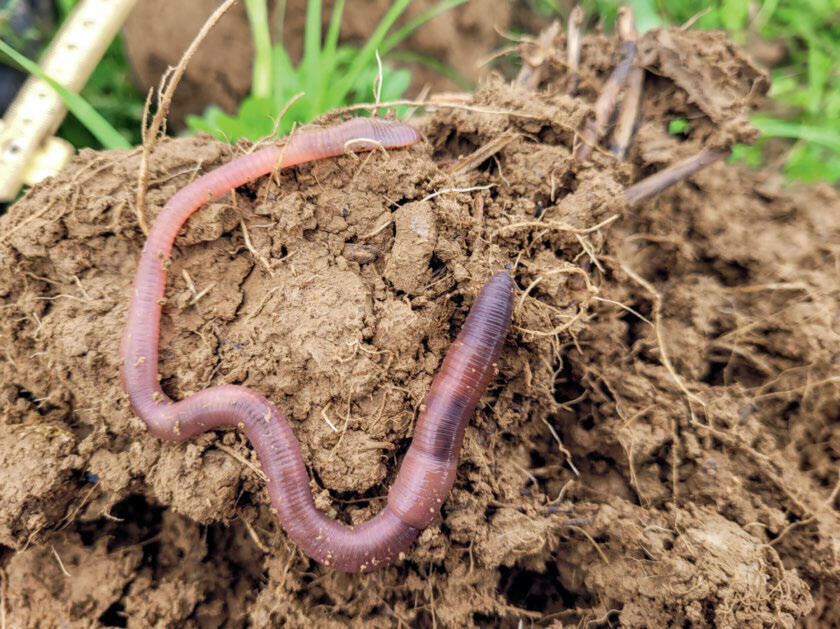 Le ver de terre fouisseur profond Lumbricus terrestris stabilise ses galeries à l’aide de mucus. Dans un sol non labouré, ces dernières subsistent penda...
