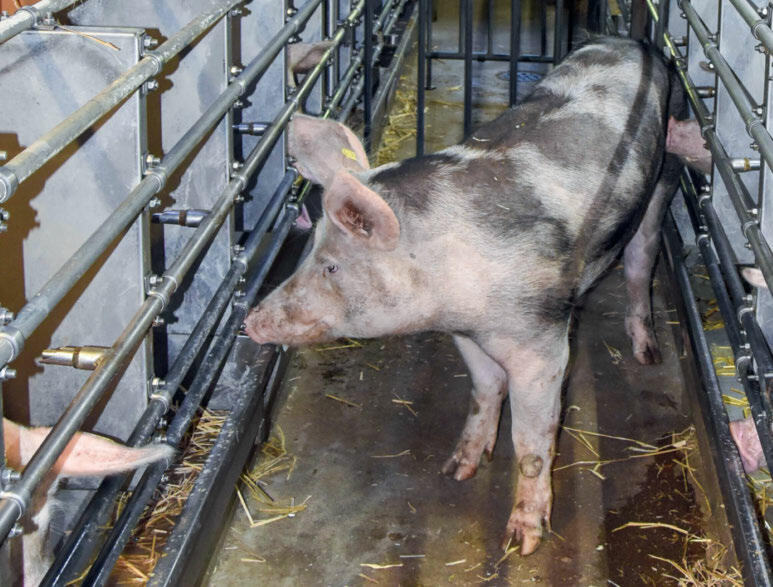 La présence d’un verrat peut aider à déclencher les chaleurs.