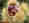 alt_text