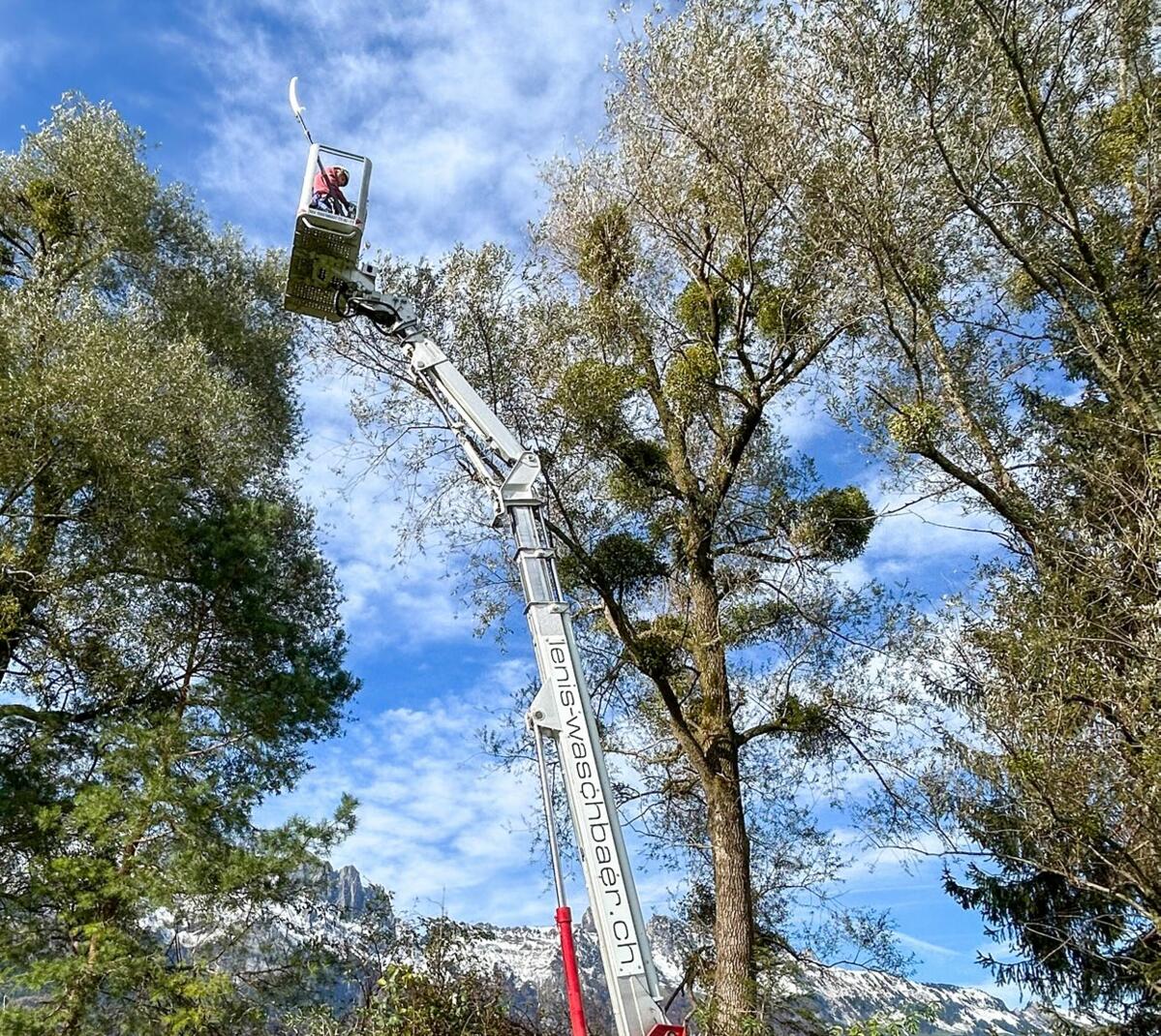 Schon Mitte des 16. Jahrhunderts gab es in der Schweiz Massnahmen gegen die Mistel.