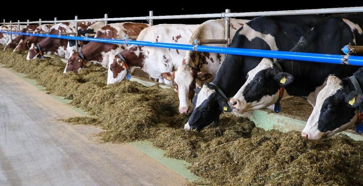 La période d’intervêlage optimale est spécifique à chaque exploitation. 