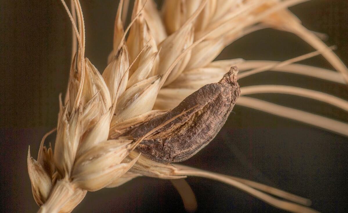 Techniquement, il est possible d’éliminer en grande partie les sclérotes d’ergots du lot récolté. Cette opération est plus difficile lorsqu’ils se brise...
