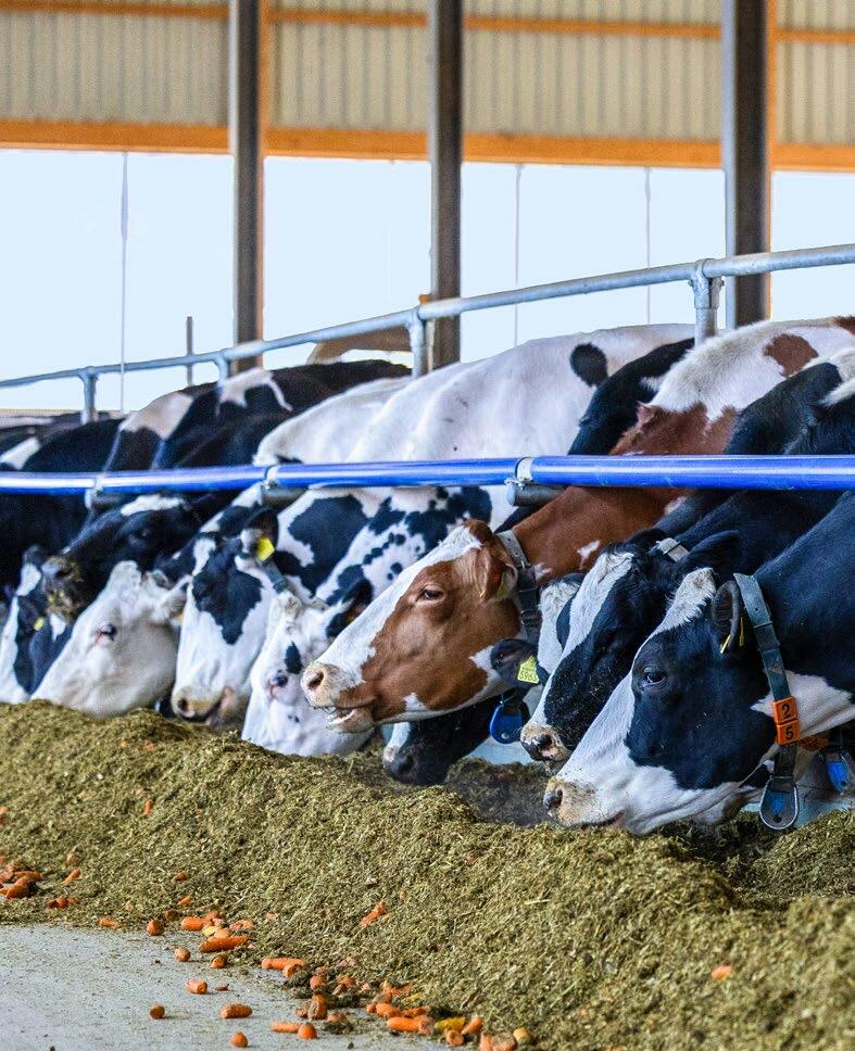 Avec un robot de traite, ce sont les vaches qui déterminent leur propre rythme.