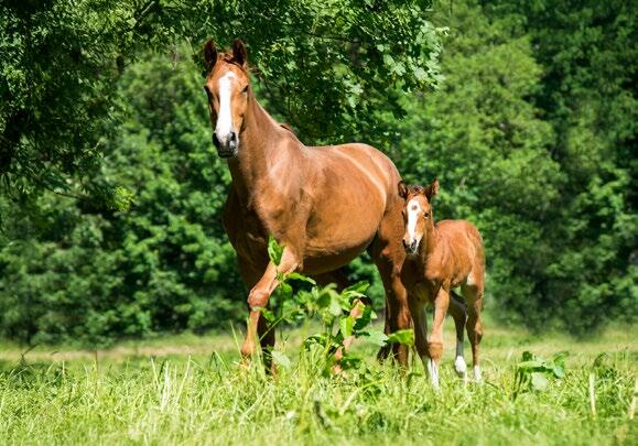 Une alimentation adaptée aux besoins de la jument poulinière est la base d’une gestation sans problème. 