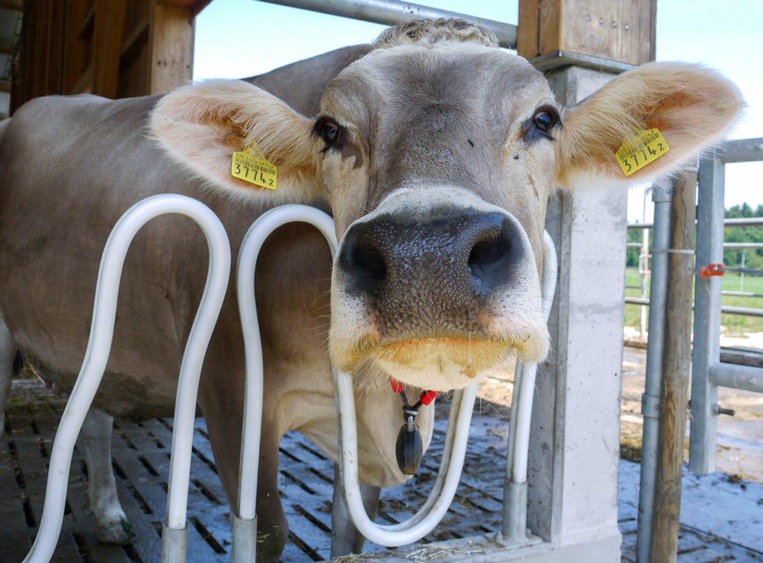 Der voll automatisierte Milchviehstall auf dem Gutsbetrieb Chamau (ZG) bietet Platz für 65 Milchkühe. Er dient als Ausbildungs- und Praxisstandort und e...