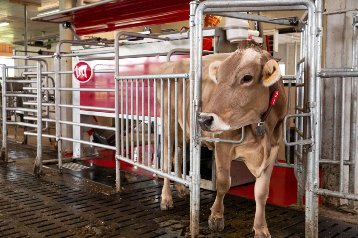 Lely Astronaut: Die passende Melklösung für jeden Betrieb