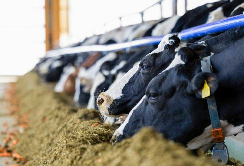 En 2025, la performance obtenue à partir du fourrage de base des exploitations UHS s’élevait à plus de 7000 kg de lait.