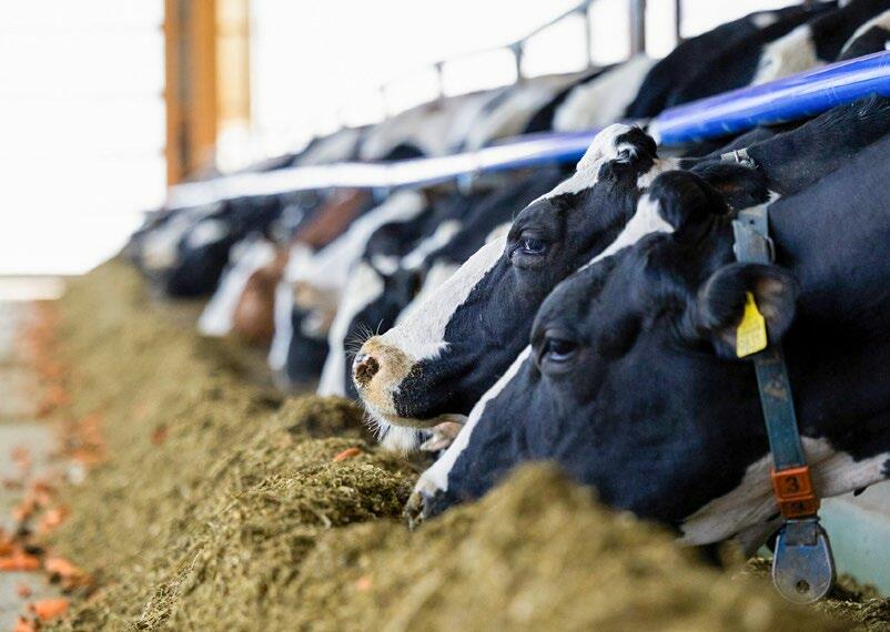 Die Grundfutterleistung der UHS-Betriebe lag im Jahr 2025 bei über 7000 Kilogramm Milch.