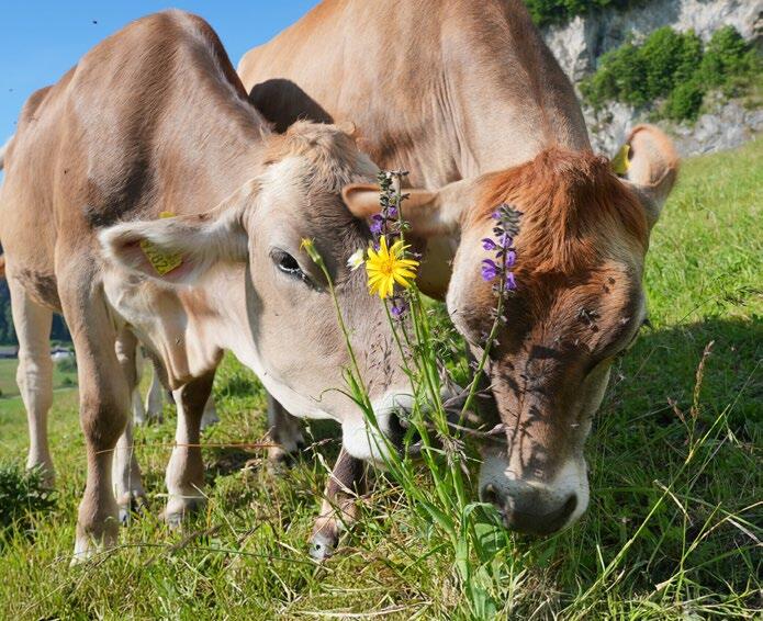 En broutant sélectivement certaines plantes, les vaches modifient les relations de concurrence au sein de la végétation.