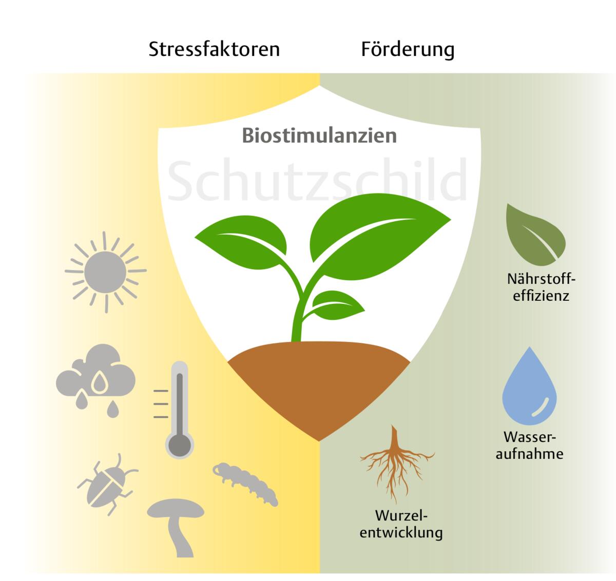 Wie Biostimulanzien Pflanzen unterstützen