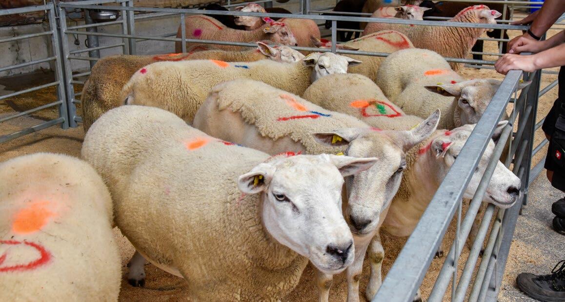 Sur la place de marché, les classificateurs·trices marquent les agneaux à l’aide de différentes couleurs selon leur classification. 