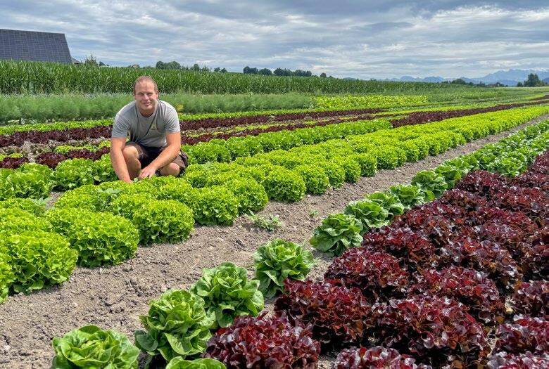 Michael Haab entre les rangées de diverses variétés de salades sur le site de l’entreprise familiale. Son père déjà s’était spécialisé dans les légumes...