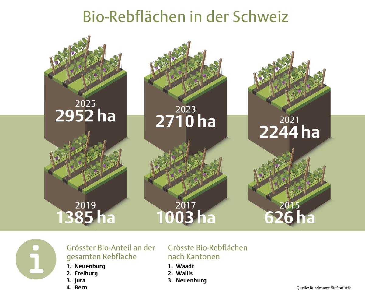 Die Bio-Rebfläche rankt sich nach oben