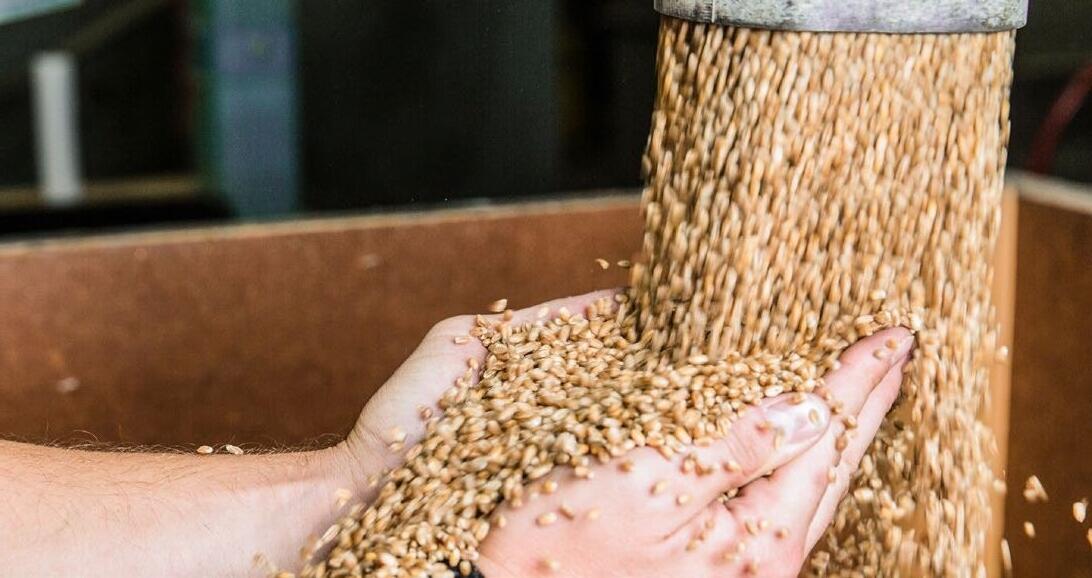 Der Dürresommer beeinflusst den Futtermarkt, gefährdet die Versorgung der Schweizer Landwirtschaft aber nicht. 