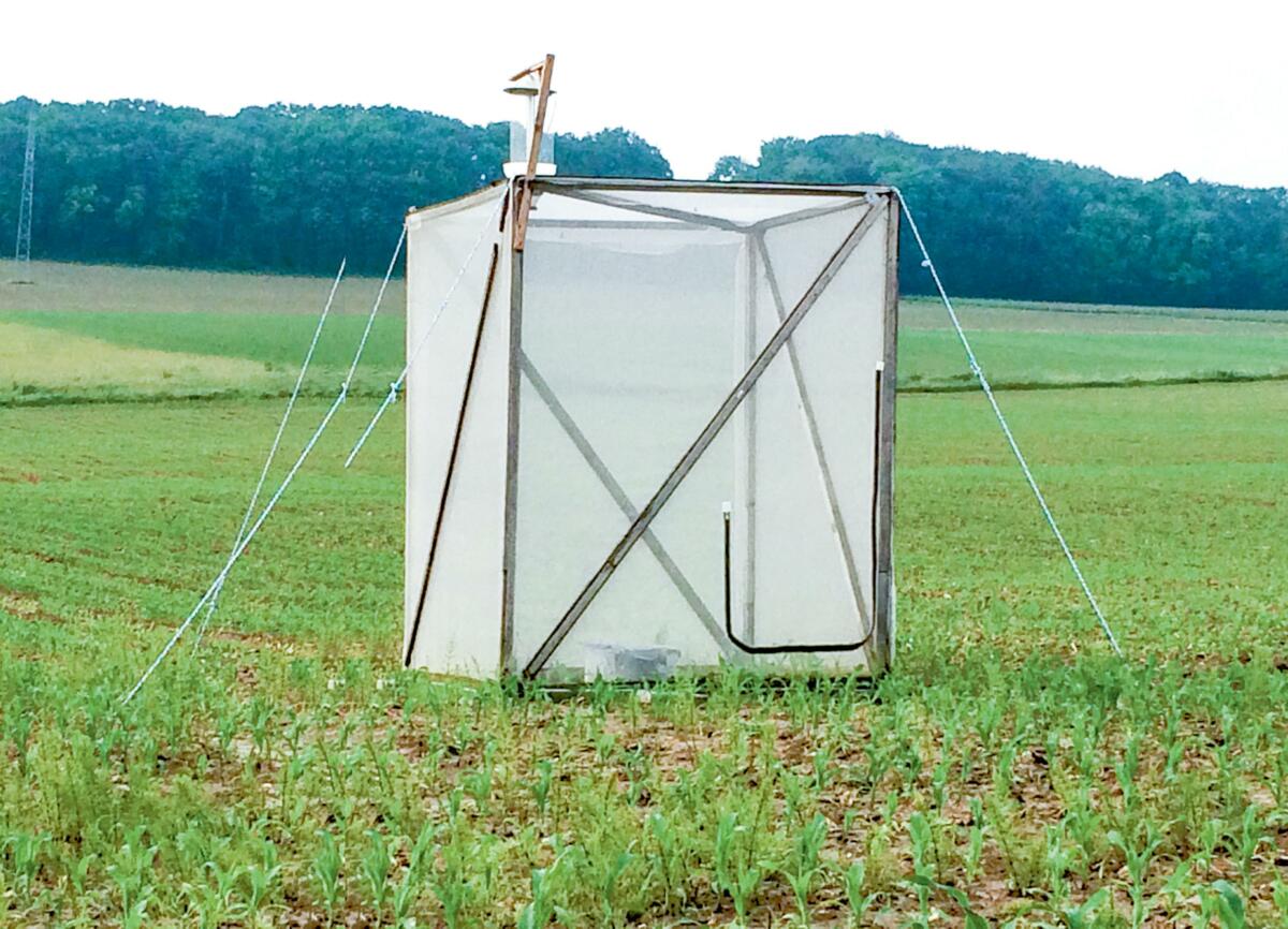 Der Eiablagekäfig mit Lichtfalle im Maisfeld dient zur Beobachtung von Maiszünslern.