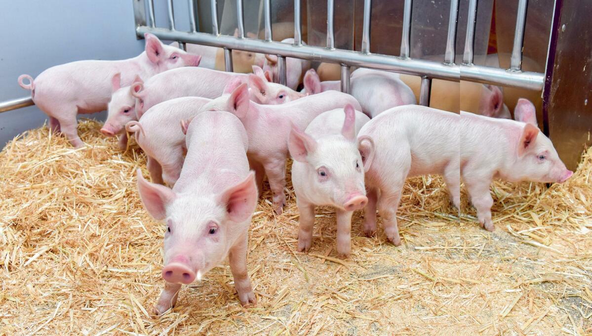 Die Ferkel sollen auf das Absetzen vorbereitet werden.