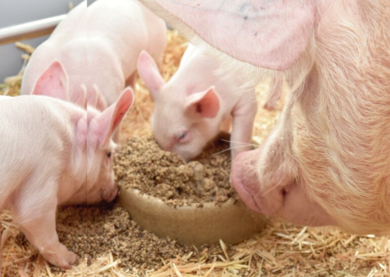 Ferkel müssen früh an festes Futter gewöhnt werden. 