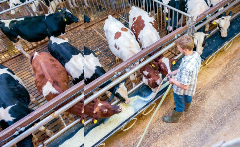 In Deutschland werden Mastkälber oft auf Vollspaltenböden aus Bongossi-Holz gehalte