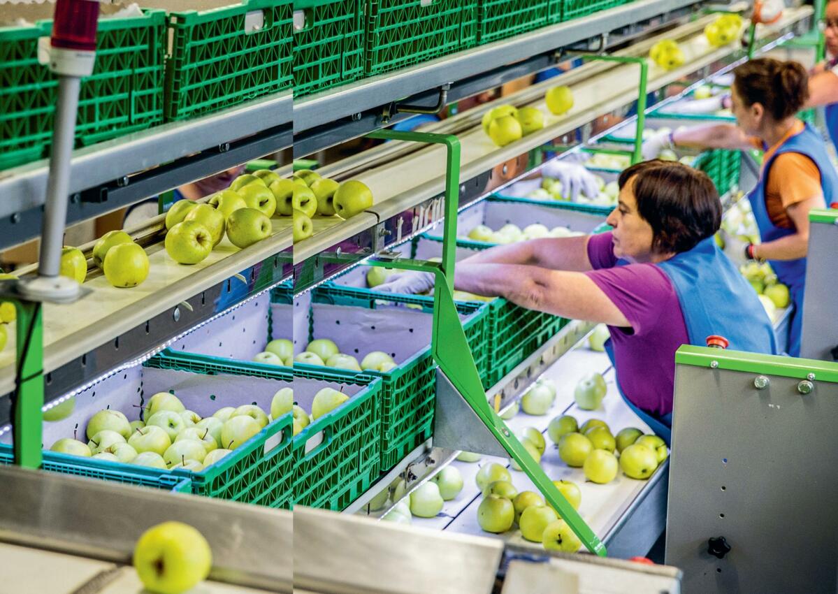 In allen Produktionsbetrieben der fenaco – hier in der Apfelaufbereitung von fenaco Landesprodukte in Charrat – gelten strenge Qualitätsrichtlinien, welche regelmässig überprüft werden.