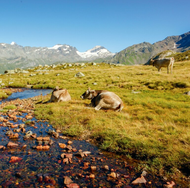 Die Sömmerung muss vorbereitet werden – damit sollte jetzt gestartet werden.