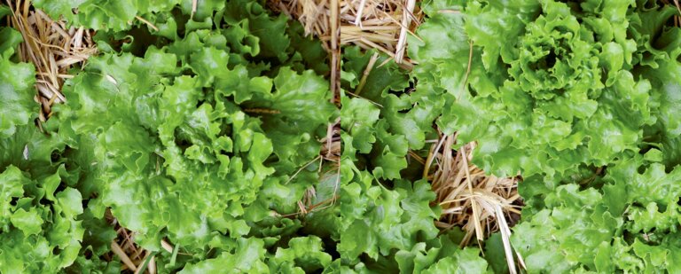 Eine Mulchschicht reduziert Erosion, konserviert Wasser und unterdrückt Unkräuter. 