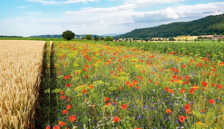 Blühstreifen fördern Nützlinge und können so den Einsatz von Pflanzenschutzmitteln reduzieren.