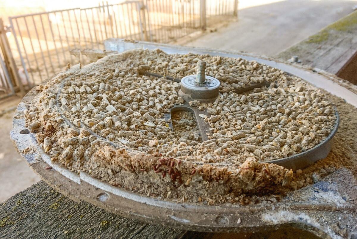 So schmeckt das Futter nicht mehr – beim genauen Betrachten sind verpuppte Fliegenlarven zu sehen.