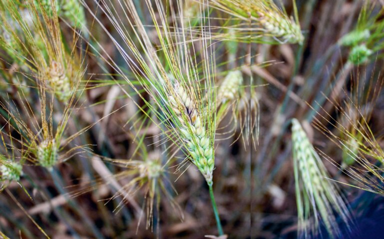 Symptome von Fusarium graminear um auf einer Gerstenähre.