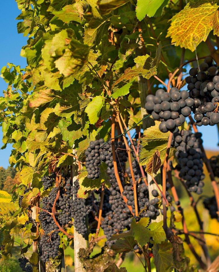 Die Reben müssen vor Schädlingen, Krankheiten und Unkräutern geschützt werden