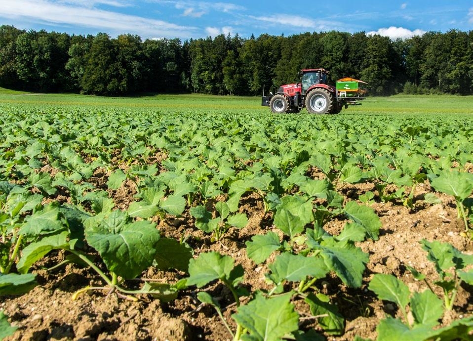 Raps Herbstdungung Sichert Ertrag