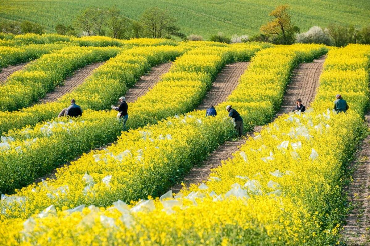 Winterrapszuchtgarten bei der NPZ: Die Tüten verhindern unkontrollierte Fremdbestäubung, sodass gezielt das gewünschte Saatgut geerntet werden kann.