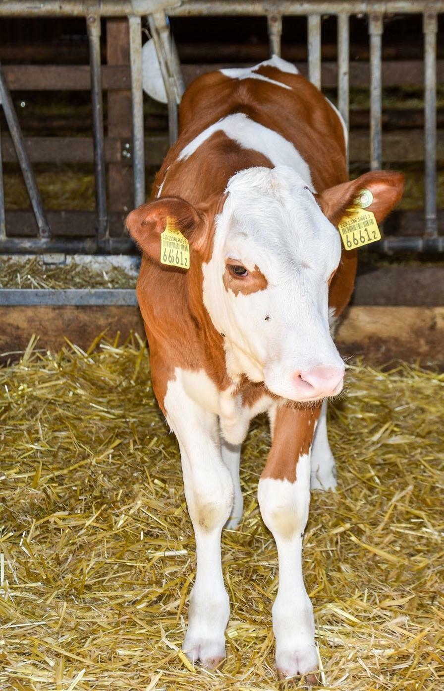 Mit der klaren Aufzuchtstrategie haben Röllis gute Erfahrungen gemacht. 