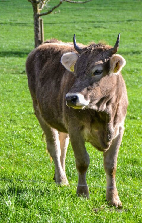 Redescendus de l’alpage, les animaux doivent à présent être contrôlés.
