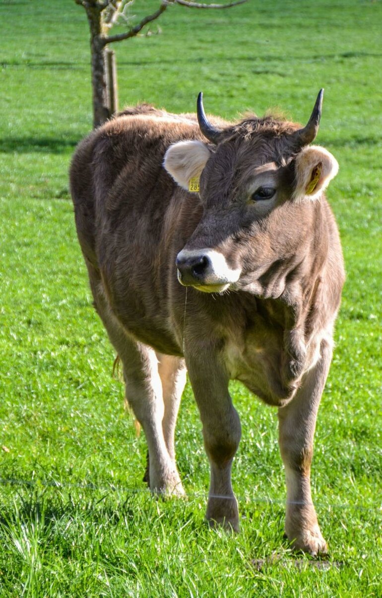 Redescendus de l’alpage, les animaux doivent à présent être contrôlés.