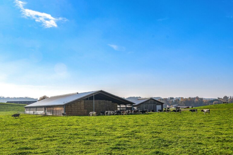 Kühe auf Weide vor Milchviehstall