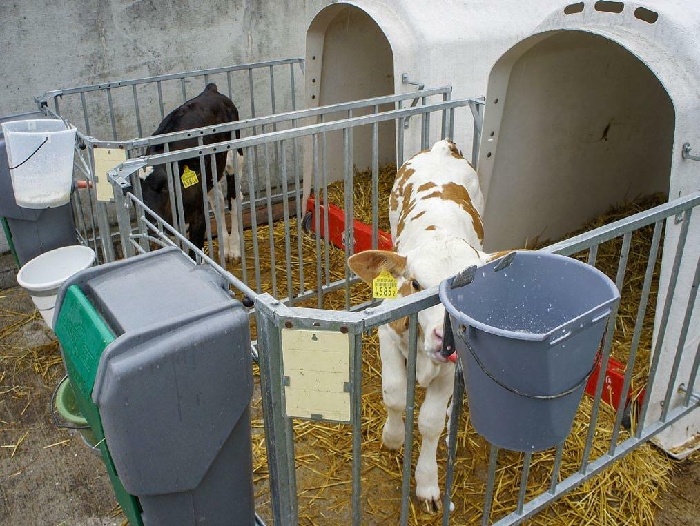 Kälber in Kälberiglu