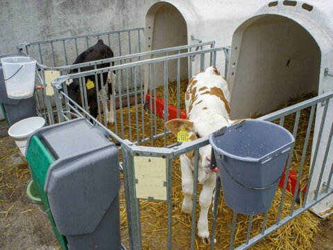 Kälber in Kälberiglu