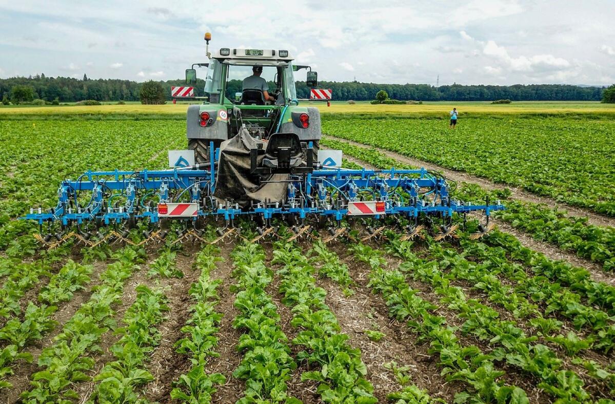 Die mechanische Unkrautbekämpfung in Rüben gewinnt an Bedeutung.