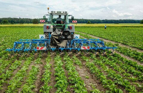 Die mechanische Unkrautbekämpfung in Rüben gewinnt an Bedeutung.