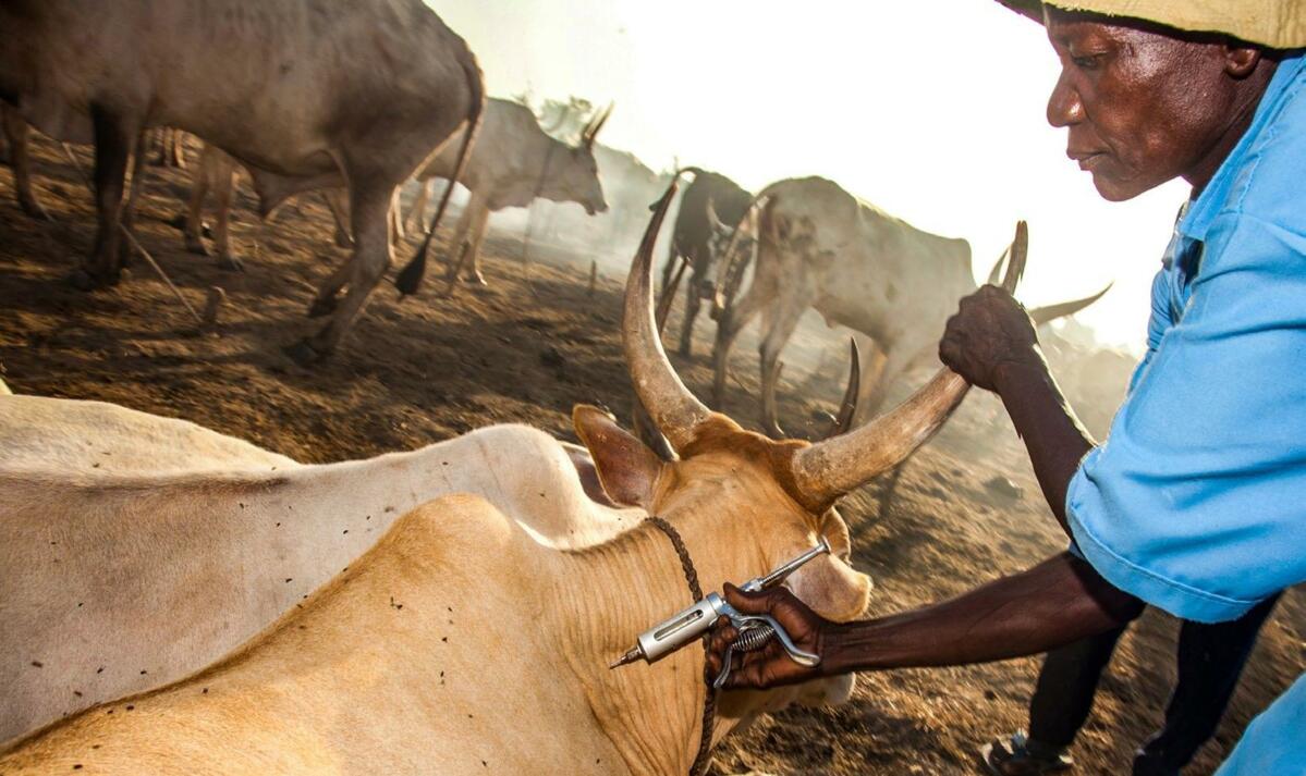 Veterinärmedizinische Hilfe: Ein ausgebildeter Assistent impft ein Zebu.