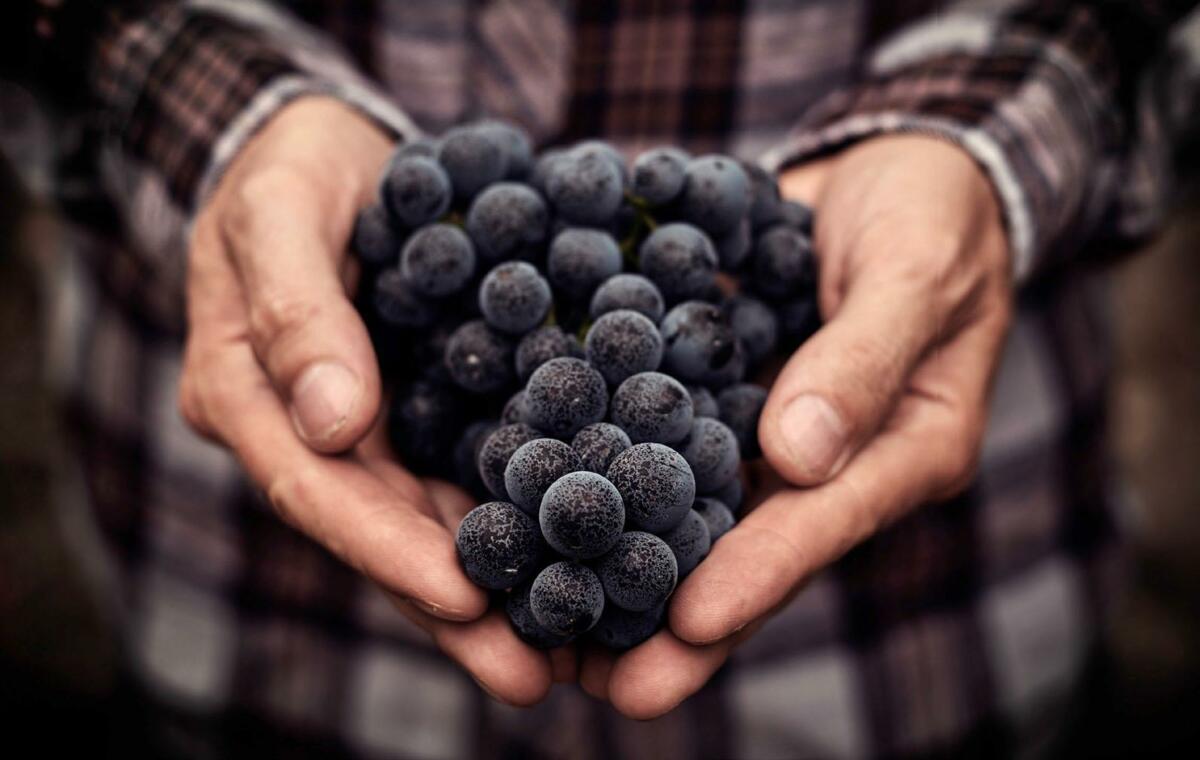 Varietas Linie: Regionalität und Handwerk vereint