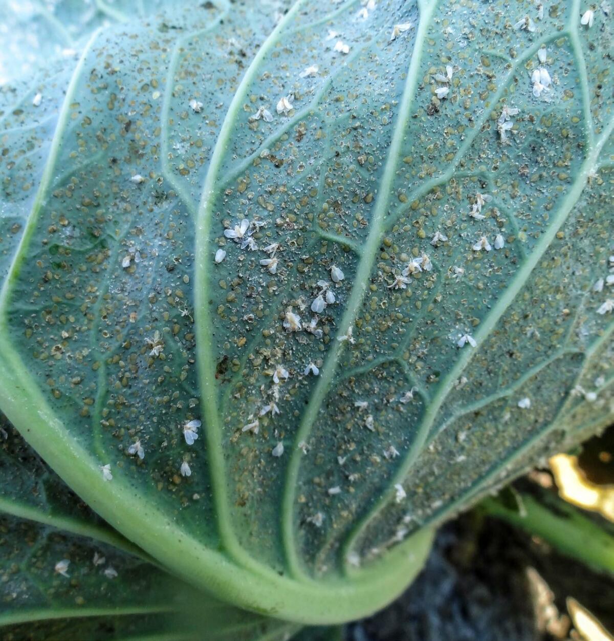 Plante Qui Prend Facilement La Mouche Plante Ou Fleur Qui Repousse Les Mouches / Plantes Et Pollinisateurs